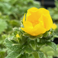 Potentilla megalantha